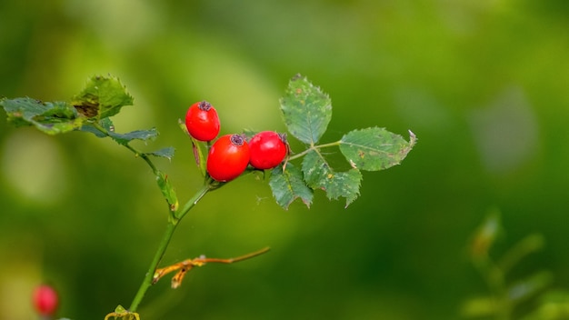 L'églantier Rouge Sur Les Buissons En Forêt Sur Fond Flou