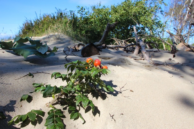 églantier sauvage poussant sur une dune de sable sur la mer Baltique, gros plan sur le buisson aux baies