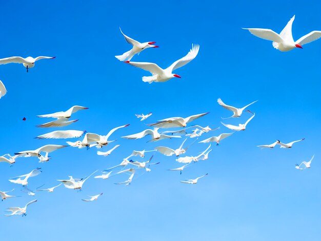 Egretta gazette oiseaux volant en rangées dans le ciel