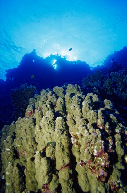 EGYPTE, Mer Rouge ; coraux durs de récif