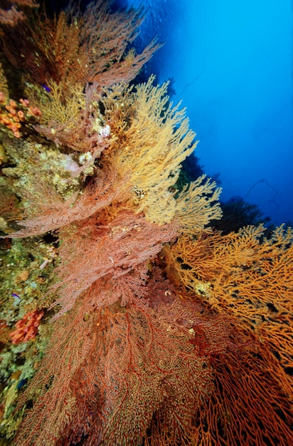 EGYPTE, Mer Rouge ; gorgones tropicales de récif (coraux mous)