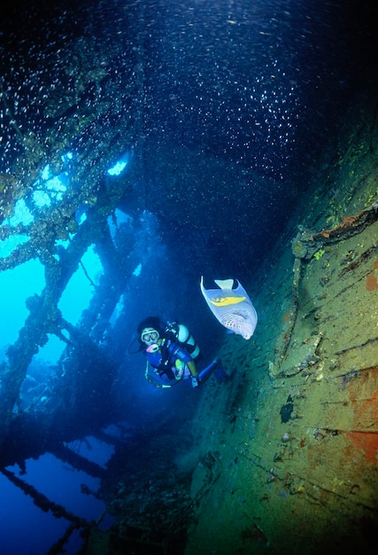 Photo egypte mer rouge un plongeur sous-marin et un poisson ange tropical dans l'épave d'un navire coulé