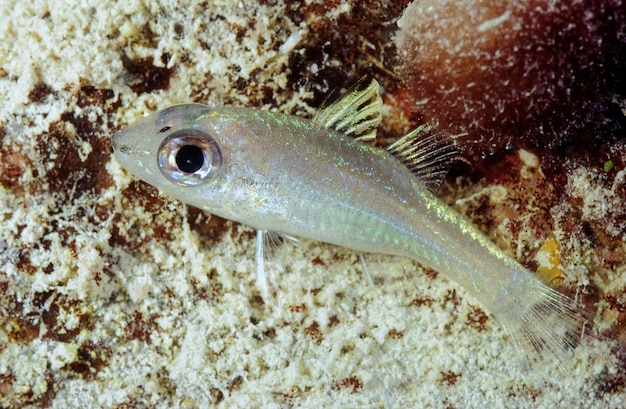 Egypte, Mer Rouge, UW photo, poissons tropicaux