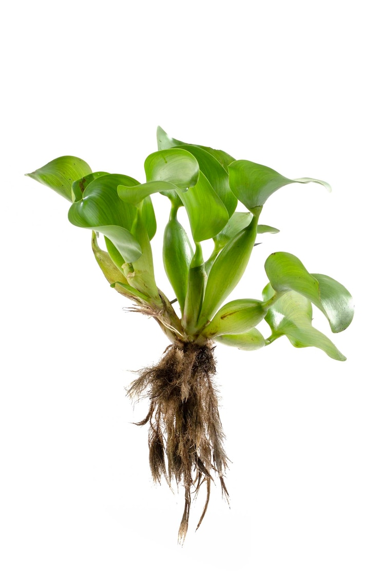 Photo eichhornia crassipes (espèce végétale)