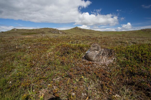 Eider à duvet somateria mollissima couvaison sur ses œufs