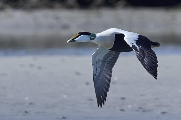 Eider à duvet Somateria mollissima