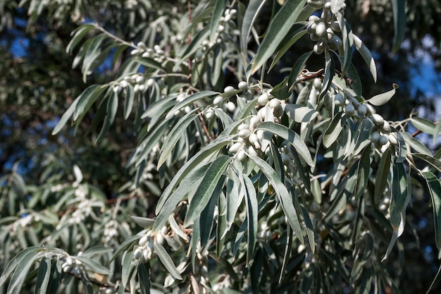 Elaeagnus angustifolia (communément appelé olive russe, baie d'argent, oléastre, olive perse ou olive sauvage)