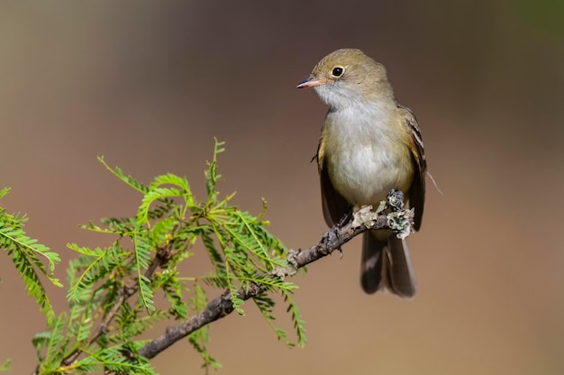 Photo elaenia à crête blanche elaenia albiceps calden forêt de la pampa province patagonie argentine