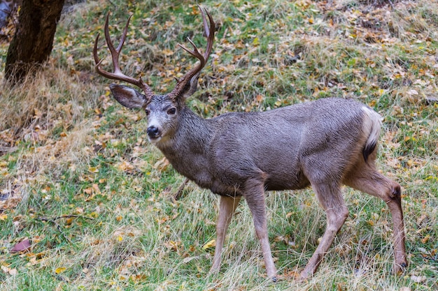 Les élans sauvages paissant sur un pré dans le parc national des Montagnes Rocheuses, Colorado, USA