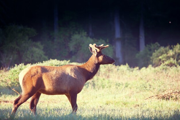 Les élans sauvages paissent dans un pré