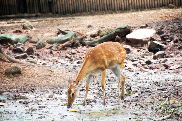 Eld's deer ou Thamin ou Browantlered deer en cage dans un parc public à Bangkok en Thaïlande pour les Thaïlandais et les voyageurs étrangers visitant et voyageant à pied