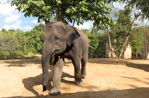 Elefant extérieur