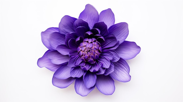 L'élégance du lotus Regardant vers le bas la tête d'un lotus violet