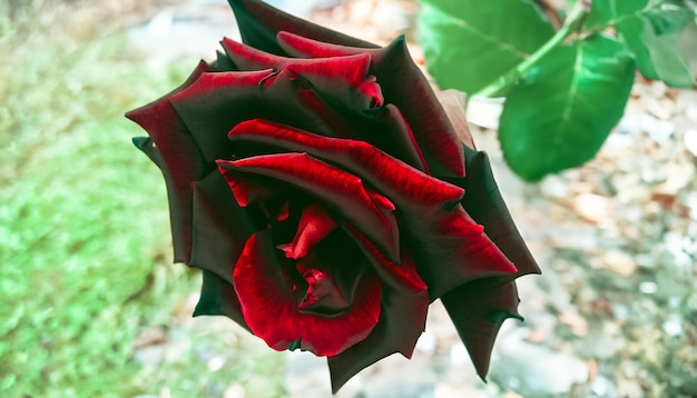 L'élégance énigmatique Photo gratuite d'une rose noire Embrassez la beauté mystérieuse de la fleur rare de la nature
