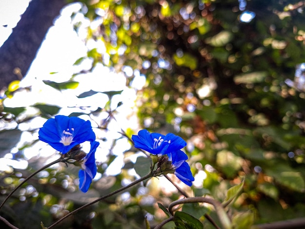 L'élégance de la nature Une fleur pourpre à la lumière