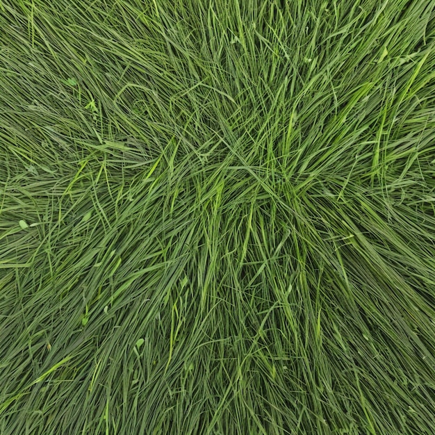 Photo l'élégance de la texture de l'herbe symphonique de la nature