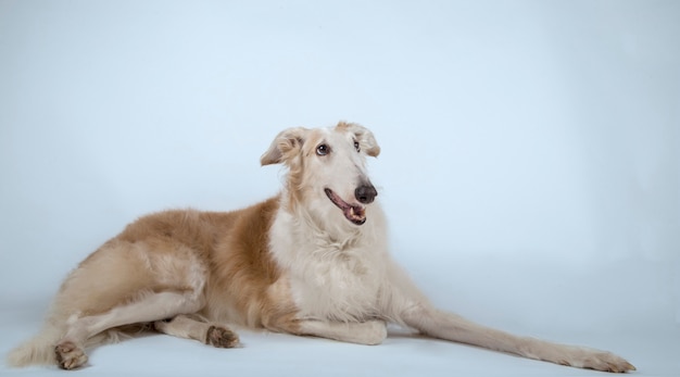 Elégant chien de race Barzoï gisant sur le sol