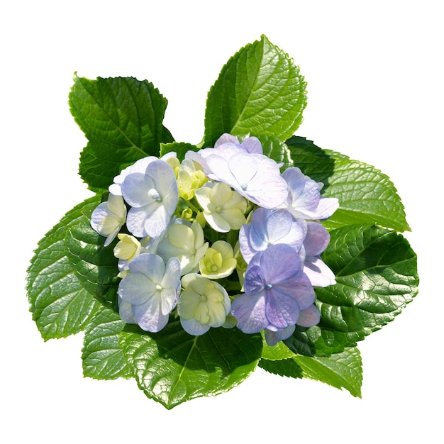 Photo Élément d'arrangement de fleurs d'hortensia sur fond blanc