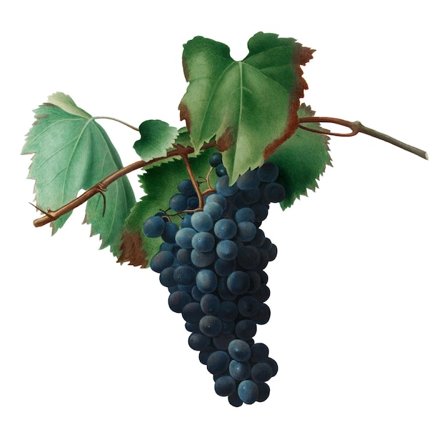 Élément de conception d'un bouquet d'autocollant de vigne noire dessiné à la main