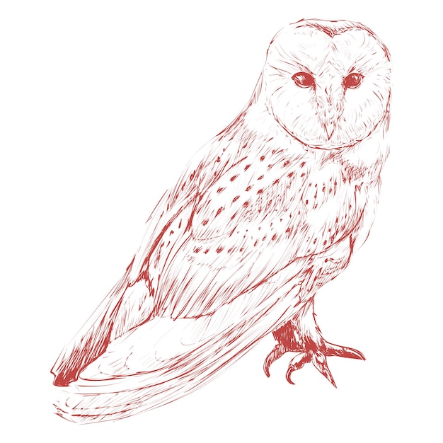 Élément de conception de hibou rouge Png fond transparent