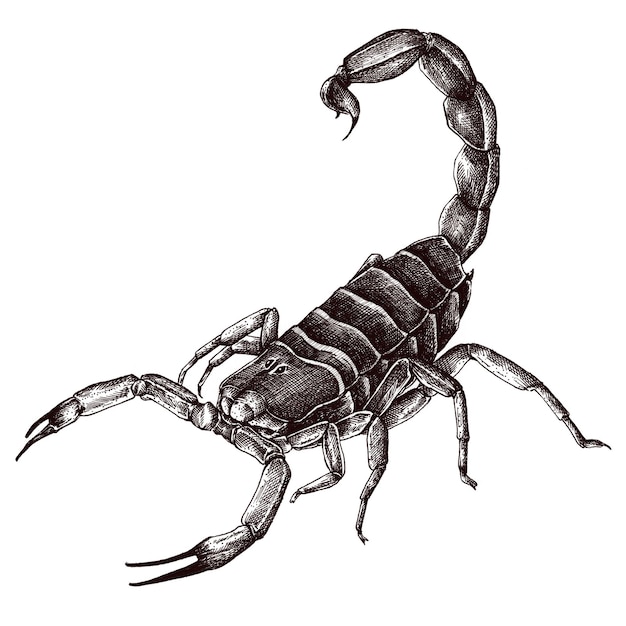 Élément de conception de scorpion dessiné à la main