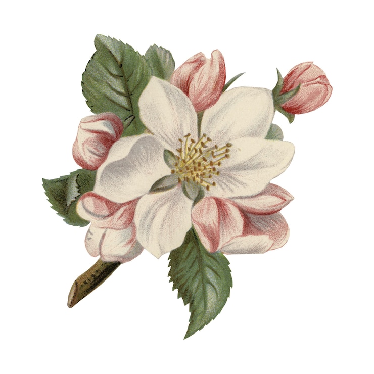 Photo élément d'illustration vintage png de fleur de pomme sur fond transparent