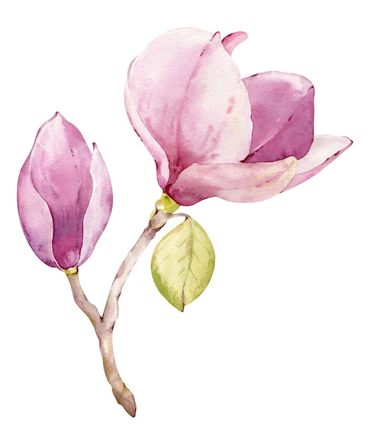 Photo Élément naturel botanique de magnolia aquarelle sur fond blanc fleur rose décoration de printemps