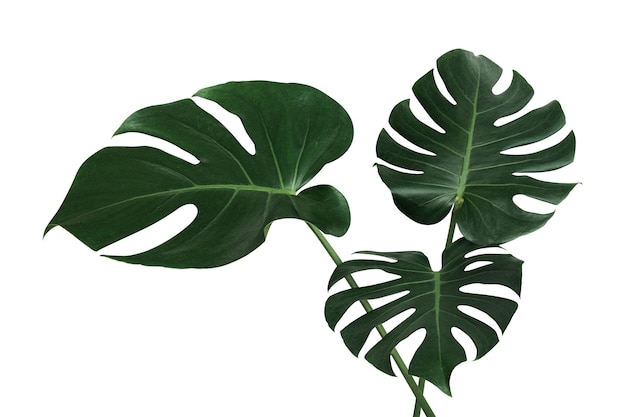 Élément végétal de la feuille divisée du philodendron monstera png transparent