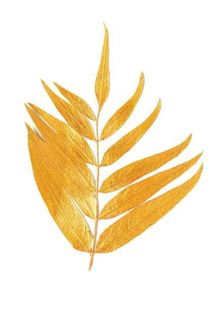 Photo Éléments de conception de feuille d'or.