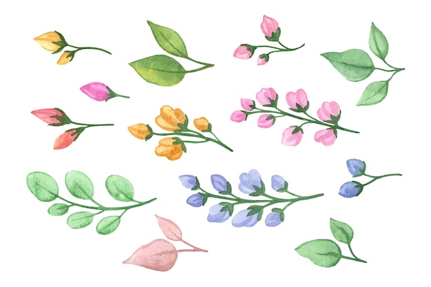 Éléments floraux aquarelles feuilles isolés sur fond blanc