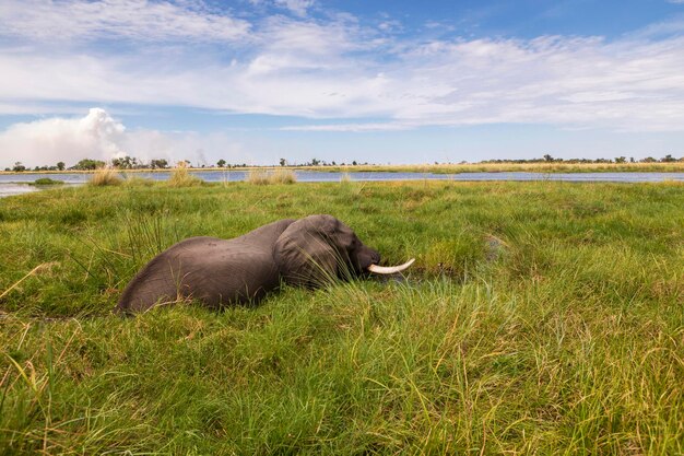 Un éléphant adulte avec des défenses pataugeant dans l'eau et les roseaux