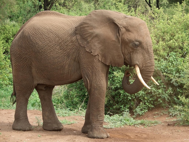 éléphant africain sur le côté