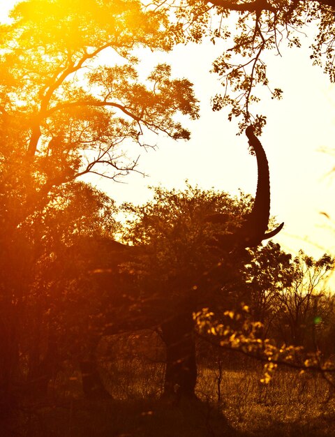 Photo l'éléphant africain sauvage