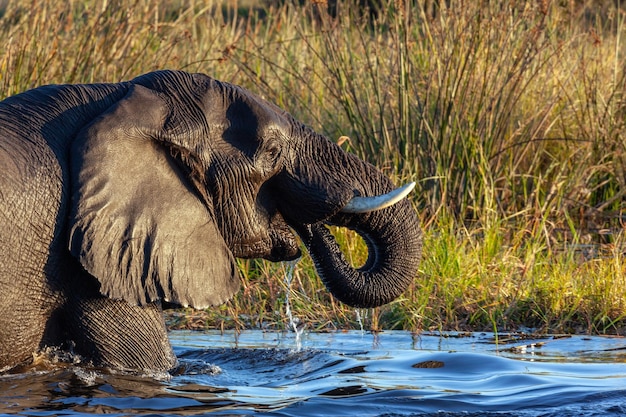 L'éléphant d'Afrique Botswana Afrique