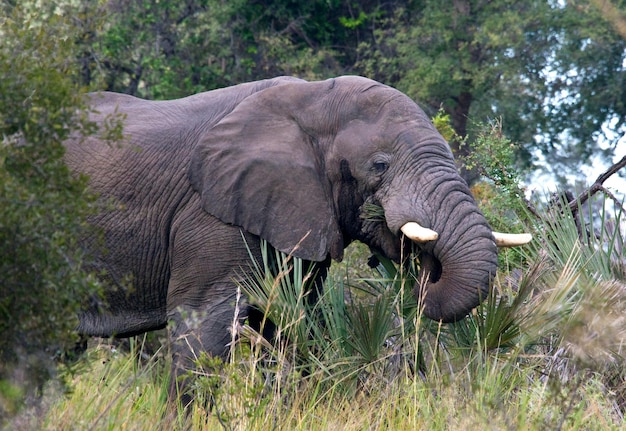 Eléphant d'Afrique Delta de l'Okavango