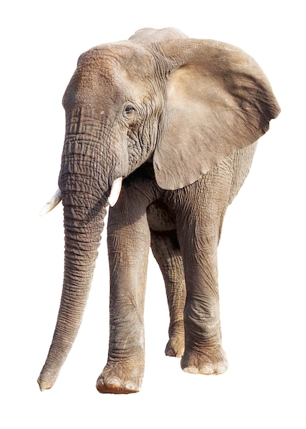 Éléphant d'Afrique isolé sur blanc