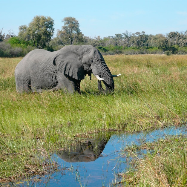 L'éléphant d'Afrique Loxodonta africana Botswana