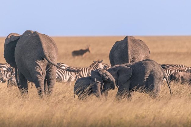 Éléphant d'Afrique Loxodonta