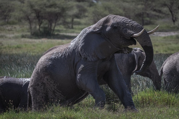 Éléphant d'Afrique Loxodonta