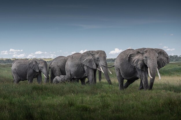 Éléphant d'Afrique Loxodonta