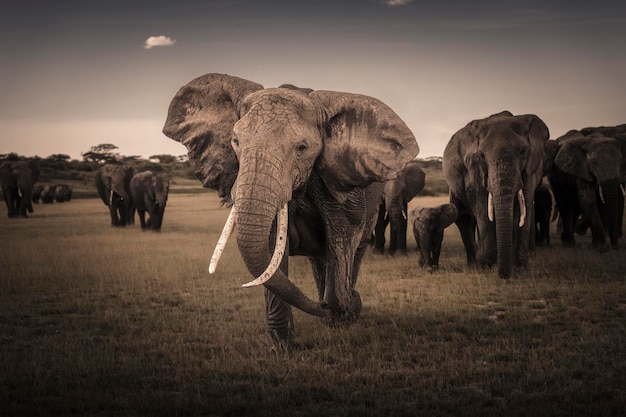 Éléphant d'Afrique Loxodonta