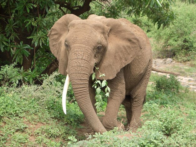 Un éléphant à l'alimentation