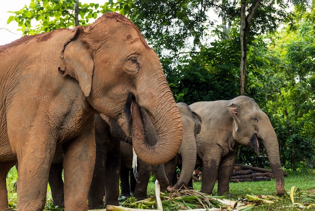 L'éléphant d'Asie aime manger de la nourriture dans un parc naturel, Thaïlande