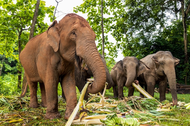 L'éléphant d'Asie aime manger de la nourriture dans un parc naturel, Thaïlande