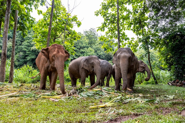 L'éléphant d'Asie aime manger de la nourriture dans un parc naturel, Thaïlande
