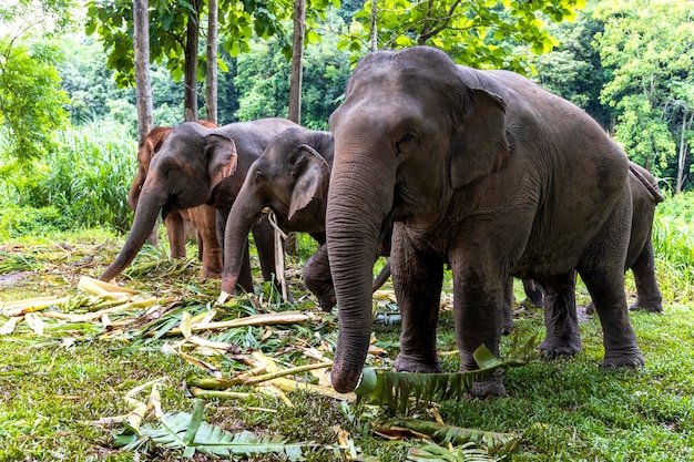 L'éléphant d'Asie aime manger de la nourriture dans le parc naturel de la Thaïlande