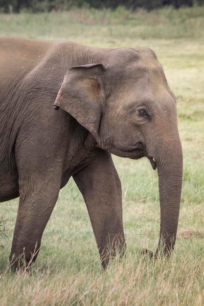 Photo Éléphant d'asie au sri lanka, parc national de kaudulla