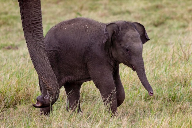 Photo Éléphant d'asie au sri lanka, parc national de kaudulla