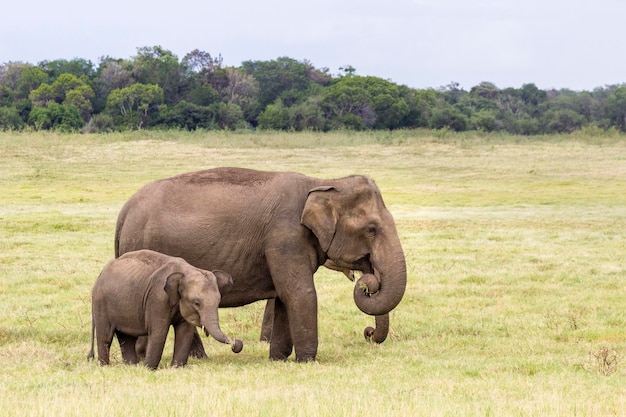 Photo Éléphant d'asie au sri lanka, parc national de kaudulla