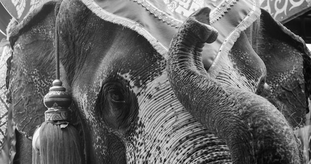 Eléphant d&#39;Asie en noir et blanc